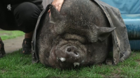 Gogglebox S23E11 1080p HEVC x265-MeGusta EZTV Gogglebox S23E11 1080p HEVC x265-MeGusta EZTV