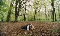 The Favourite 2019 HDRip XviD AC3 LLG