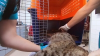 Inside Taronga Zoo S01E08 720p HEVC x265-MeGusta EZTV Inside Taronga Zoo S01E08 720p HEVC x265-MeGusta EZTV