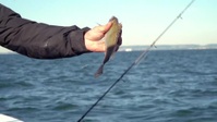 Chefs AField Good Catch S01E05 1080p HDTV H264-CBFM EZTV