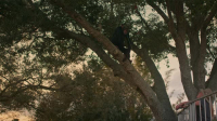 Chimp Crazy S01E04 XviD-AFG EZTV Chimp Crazy S01E04 XviD-AFG EZTV