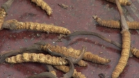 BBC Wild China 3of6 Tibet BDRip HD x264 AAC mkv[eztv]