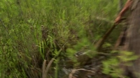 Swamp People Serpent Invasion S02E08 XviD-AFG EZTV Swamp People Serpent Invasion S02E08 XviD-AFG EZTV