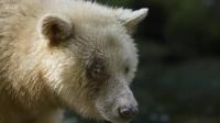 Planet Earth III S01E05 Forests XviD-AFG EZTV