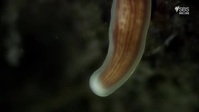 Planet Reef S01E02 XviD-AFG EZTV Planet Reef S01E02 XviD-AFG EZTV