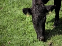 Spring At Jimmys Farm S01E03 480p x264-mSD [eztv]