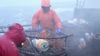 Deadliest Catch S18E09 XviD-AFG EZTV Deadliest Catch S18E09 XviD-AFG EZTV