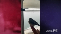 Rescue Cam S01E15 XviD-AFG EZTV Rescue Cam S01E15 XviD-AFG EZTV