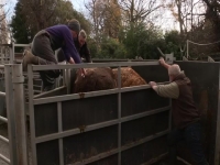 This Week On The Farm S03E05 480p x264-mSD EZTV