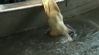 Swamp People S12E07 720p WEB h264-BAE EZTV Swamp People S12E07 720p WEB h264-BAE EZTV