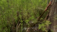 Swamp People Serpent Invasion S02E08 WEB h264-BAE EZTV