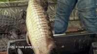 Swamp People S14E01 720p HEVC x265-MeGusta EZTV