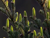 Power Of Plants S01E02 480p x264-mSD EZTV