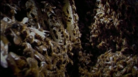 BBC Insect Worlds 3of3 1080i HDTV MVGroup mkv[eztv]
