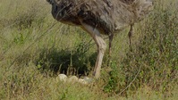 Big Beasts S01E07 XviD-AFG EZTV Big Beasts S01E07 XviD-AFG EZTV