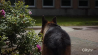 Hudson and Rex S06E07 XviD-AFG EZTV Hudson and Rex S06E07 XviD-AFG EZTV