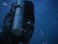 Shark Attacks Files S02E03 480p x264-mSD EZTV Shark Attacks Files S02E03 480p x264-mSD EZTV