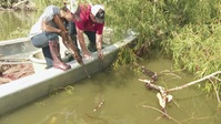 Swamp People S13E14 XviD-AFG EZTV Swamp People S13E14 XviD-AFG EZTV