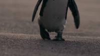 Penguin Town S01E08 1080p WEB H264-BIGDOC EZTV