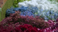 Full Bloom S01E01 XviD-AFG EZTV Full Bloom S01E01 XviD-AFG EZTV