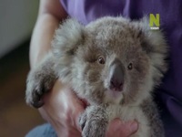 Outback Vet S02E01 480p x264-mSD EZTV Outback Vet S02E01 480p x264-mSD EZTV