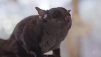 Inside Taronga Zoo S02E01 XviD-AFG EZTV