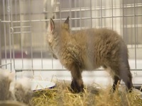 Foxes Their Secret World S01E02 480p x264-mSD EZTV