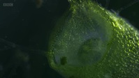The Green Planet S01E02 XviD-AFG EZTV The Green Planet S01E02 XviD-AFG EZTV