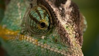 Natures Fast Attacks S01E02 XviD-AFG EZTV Natures Fast Attacks S01E02 XviD-AFG EZTV