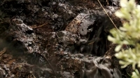 Alaskan Bush People S08E04 WEBRip x264-TBS[eztv]