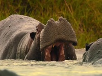 Big Beasts S01E05 480p x264-mSD EZTV Big Beasts S01E05 480p x264-mSD EZTV