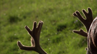 Wild Italy 2015 S01E01 XviD-AFG EZTV Wild Italy 2015 S01E01 XviD-AFG EZTV