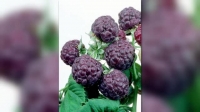 Gardeners World S53E04 XviD-AFG EZTV Gardeners World S53E04 XviD-AFG EZTV
