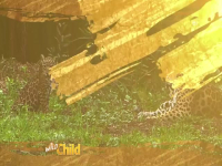 Wild Child S04E10 480p x264-mSD EZTV