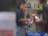 Outback Vet S01E03 480p x264-mSD EZTV Outback Vet S01E03 480p x264-mSD EZTV