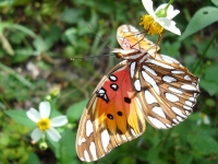 Calendar Butterfly 2021 Calendar Butterfly 2021