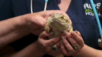 Pets and Pickers S03E01 XviD-AFG EZTV Pets and Pickers S03E01 XviD-AFG EZTV
