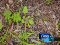 The Garden Gurus S28E04 480p x264-mSD [eztv]