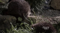Hedgehog Hotel 1080p x264 HDTV EZTV