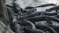 Hard Truths of Conservation S01E07 XviD-AFG EZTV