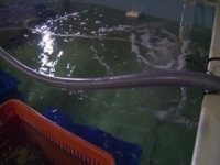 Dive Wars Australia S01E01 480p x264-mSD [eztv]