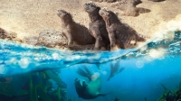 Planet Earth - A Celebration 720p MP4 + subs BigJ0554
