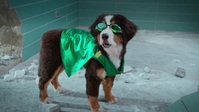 Super PupZ S01E08 XviD-AFG EZTV Super PupZ S01E08 XviD-AFG EZTV
