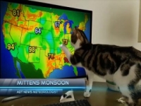 Howie Mandels Animals Doing Things S02E04 480p x264-mSD [eztv]