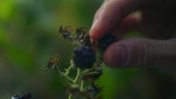 From Scratch S02E08 Dont Be So Shellfish XviD-AFG EZTV From Scratch S02E08 Dont Be So Shellfish XviD-AFG EZTV