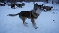 Life Below Zero S11E09 WEB x264-TBS [eztv]