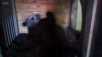Inside the Zoo S01E02 XviD-AFG EZTV