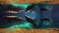 Wild Child S01E05 XviD-AFG EZTV Wild Child S01E05 XviD-AFG EZTV