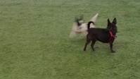 Cesar Millan Better Human Better Dog S01E06 XviD-AFG EZTV