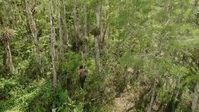 Swamp People Serpent Invasion S03E14 XviD-AFG EZTV Swamp People Serpent Invasion S03E14 XviD-AFG EZTV